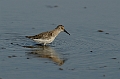 Dunlin